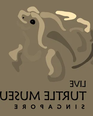 Tortoise